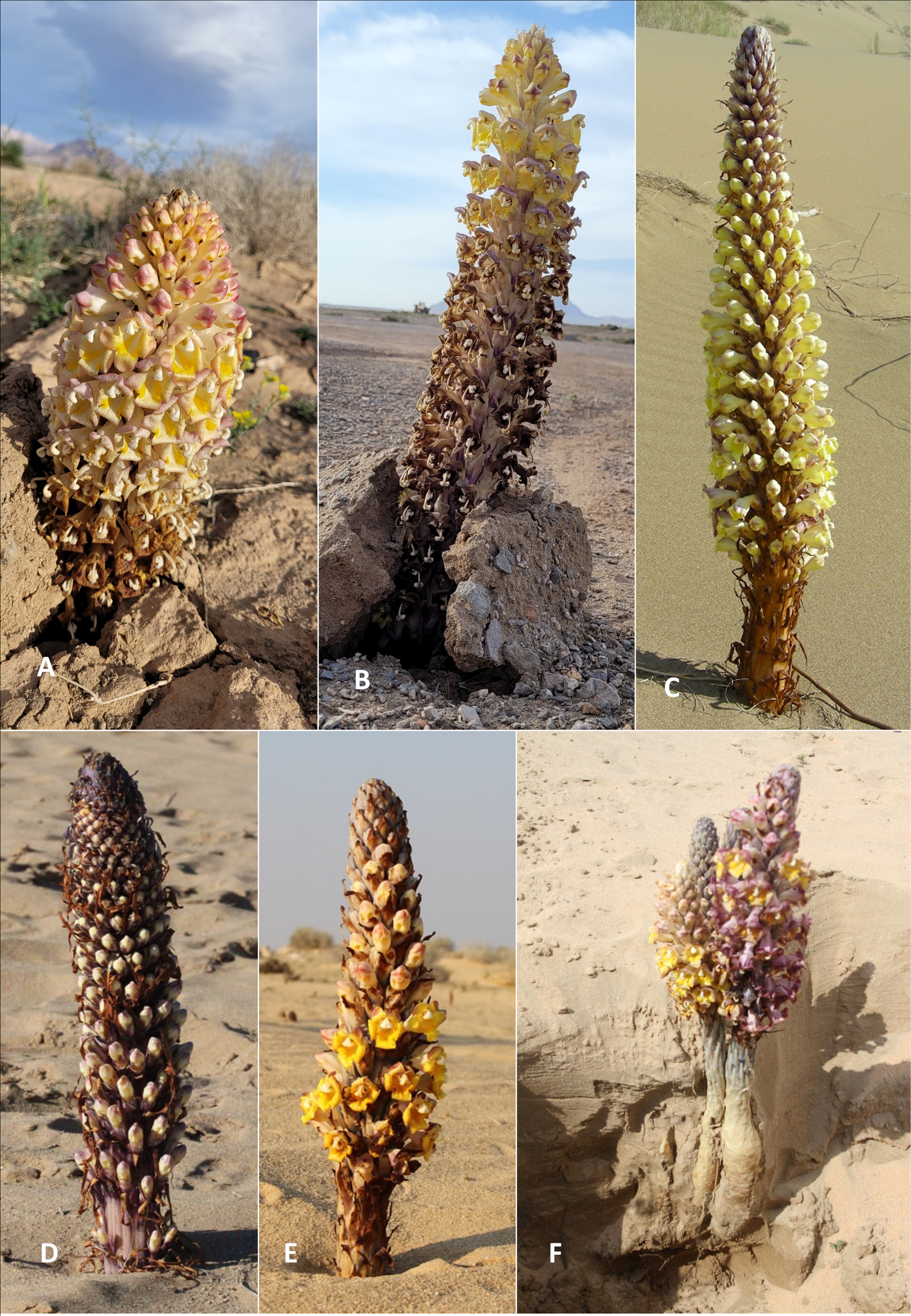 New insights into the taxonomy of desert hyacinths (genus Cistanche) in  Iraq | Oxford Botanic Garden and Arboretum