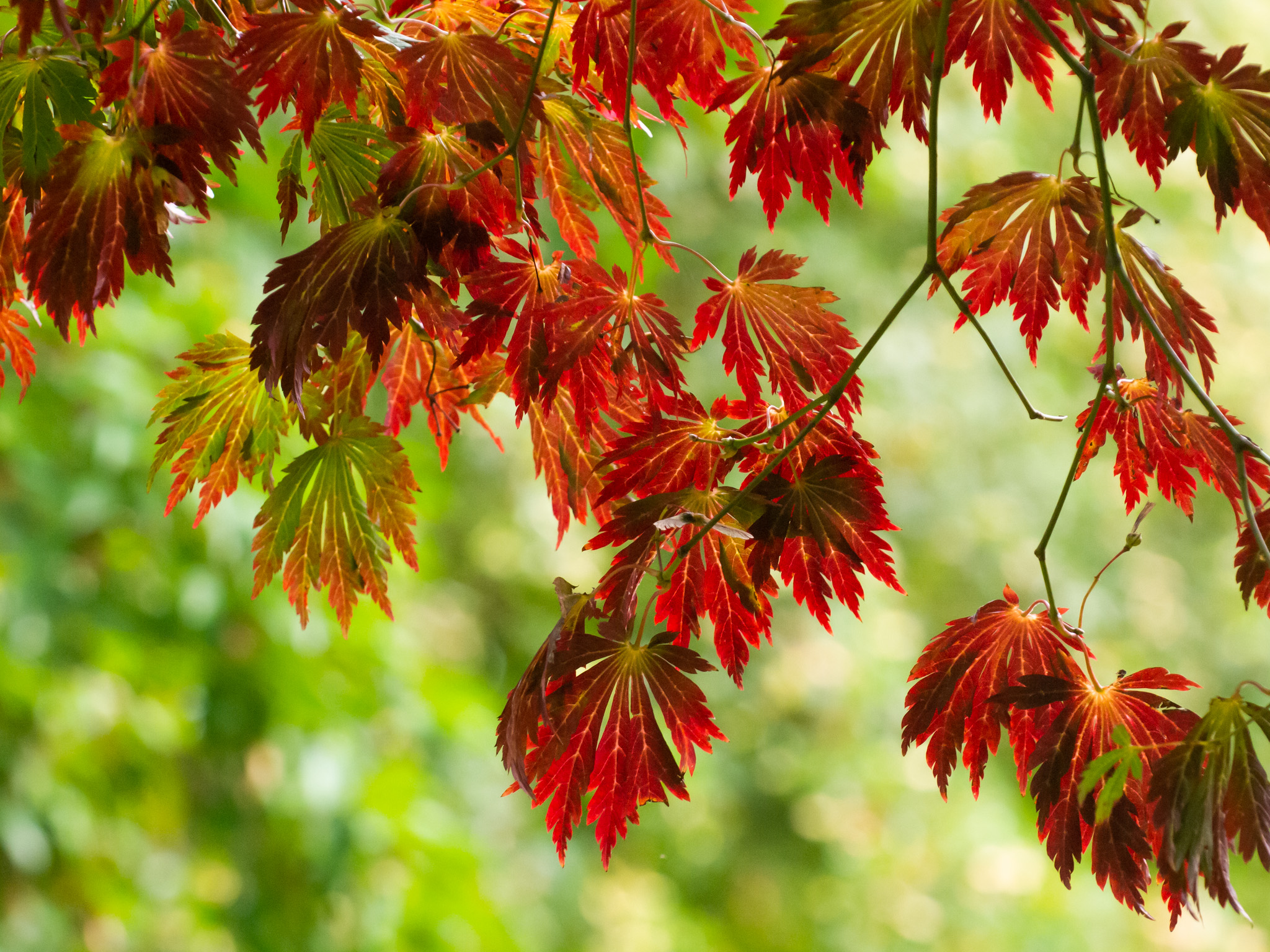Japanese Trees Tour Oxford Botanic Garden and Arboretum