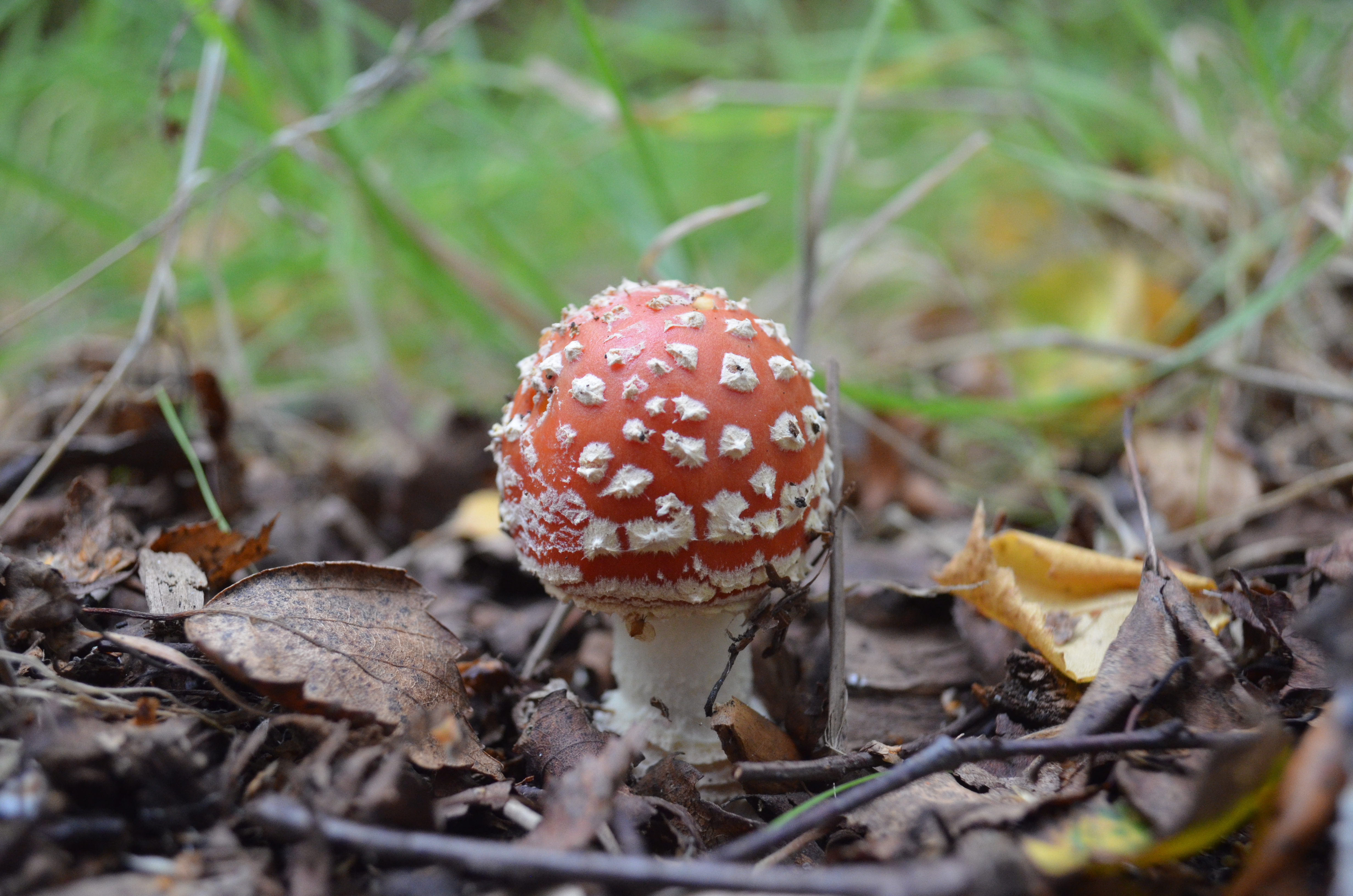 Fungi at the Arboretum | Oxford Botanic Garden and Arboretum