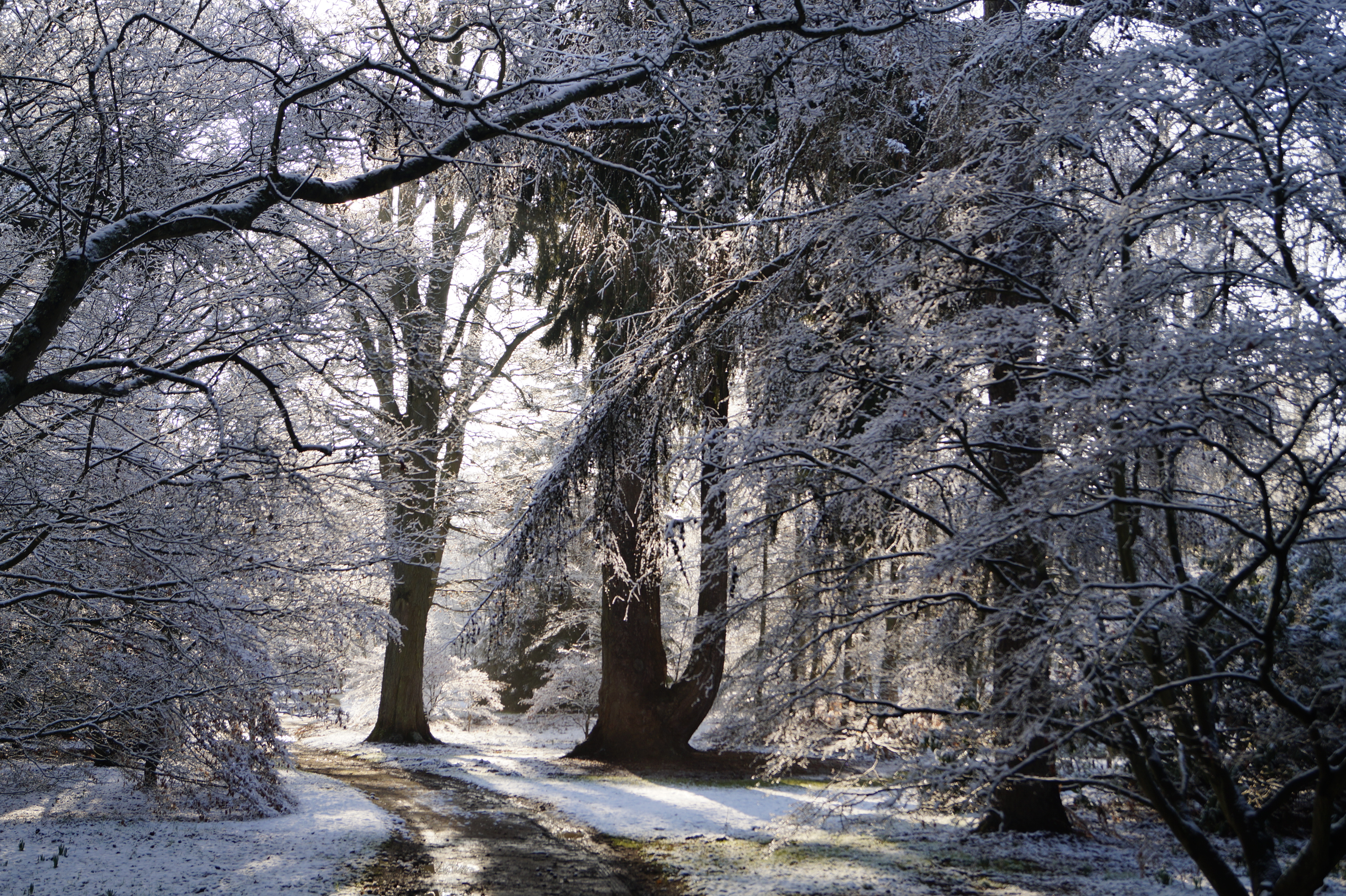 Seasonal Highlights At The Arboretum Oxford Botanic Garden And