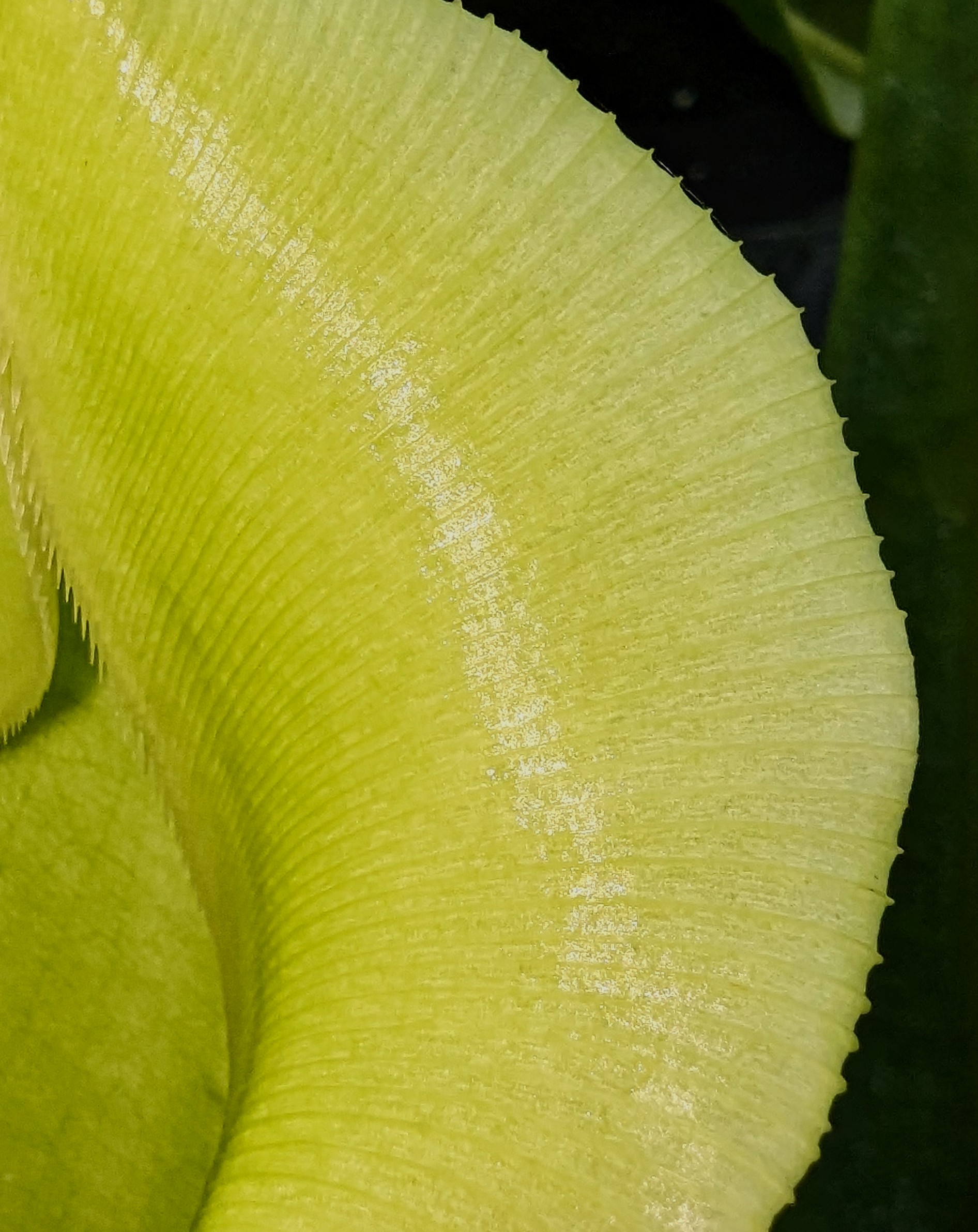 The deadly rim of the pitcher plant’s trap
