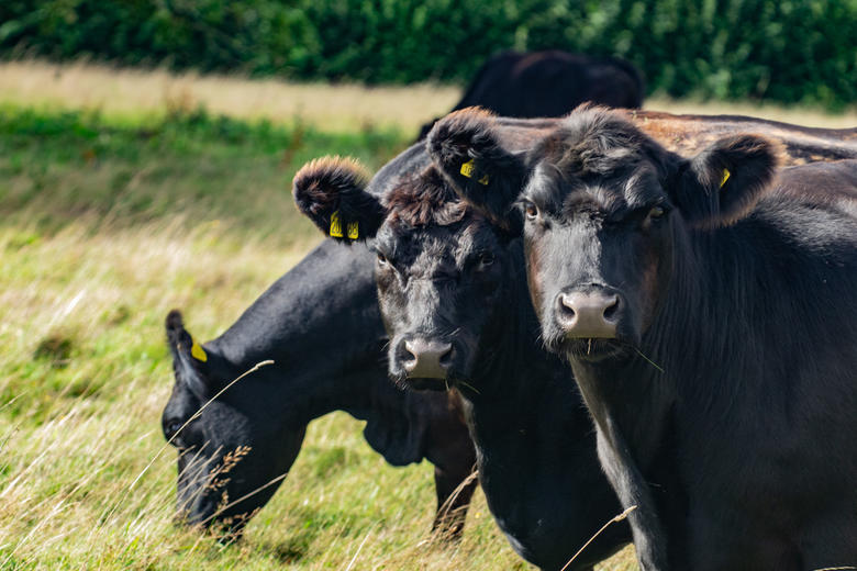 harcourt arboretum  cattle  livestock  meadows