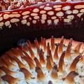 a rare glimpse into the interior of rafflesia arnoldii