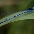 Damselfly