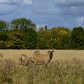 Sheep at the Arboretum