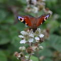 Peacock Butterfly on Brambles