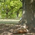 Pigs Sleeping Under Oak Tree