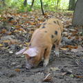 Piglet in the Coppice