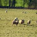 Sheep in Meadow