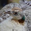 Peahen Peacock