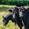 harcourt arboretum  cattle  livestock  meadows