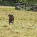 harcourt arboretum  cattle  livestock  meadows