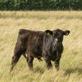 harcourt arboretum  cattle  livestock  meadows