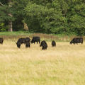 harcourt arboretum  cattle  livestock  meadows