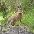 Hare