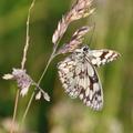 knepp estate butterfly