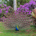 peacock  arboretum  spring