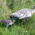 peahen and chick