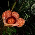 rafflesia banaoana