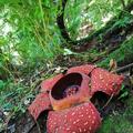 rafflesia banaoana in kalinga philippines