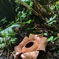 rafflesia bengkuluensis sumatra