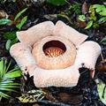 rafflesia bengkuluensis sumatra