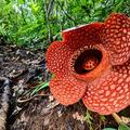 rafflesia kemumu in the rainforest of sumatra