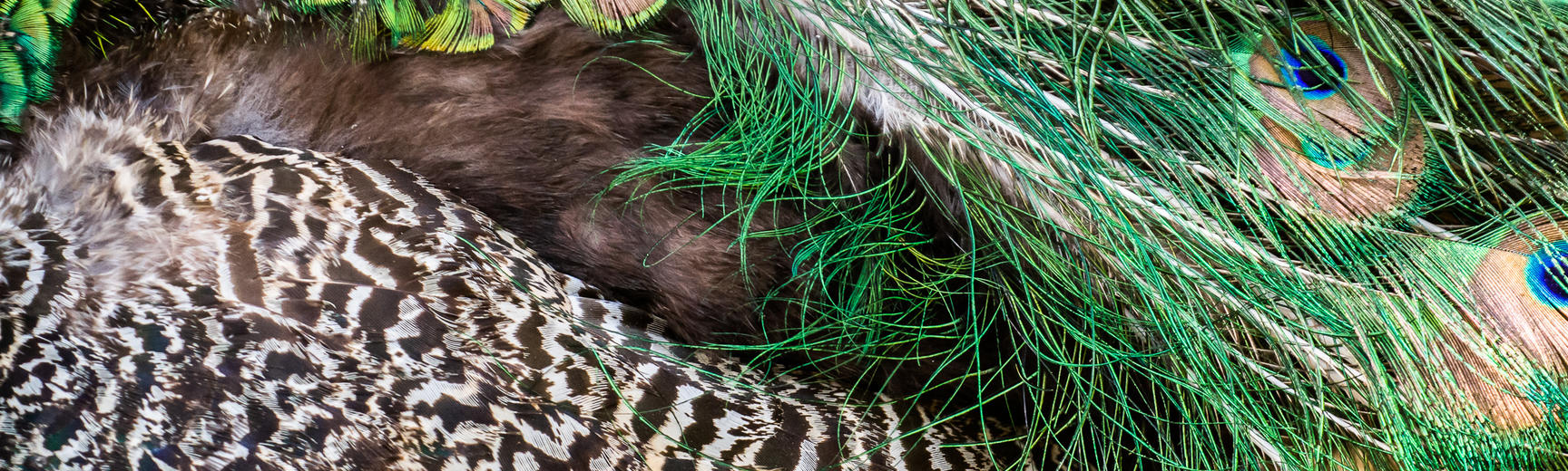 botanical pattern  peacock  arboretum