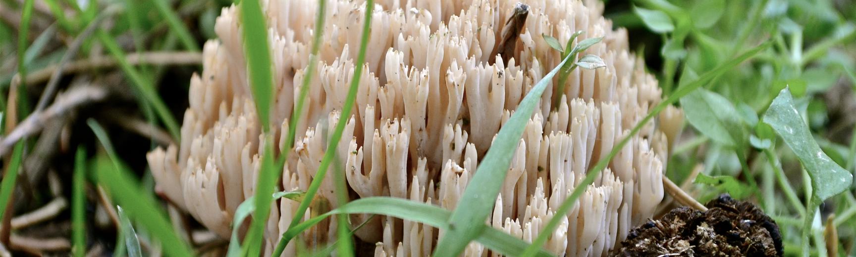 Fungi at the Arboretum