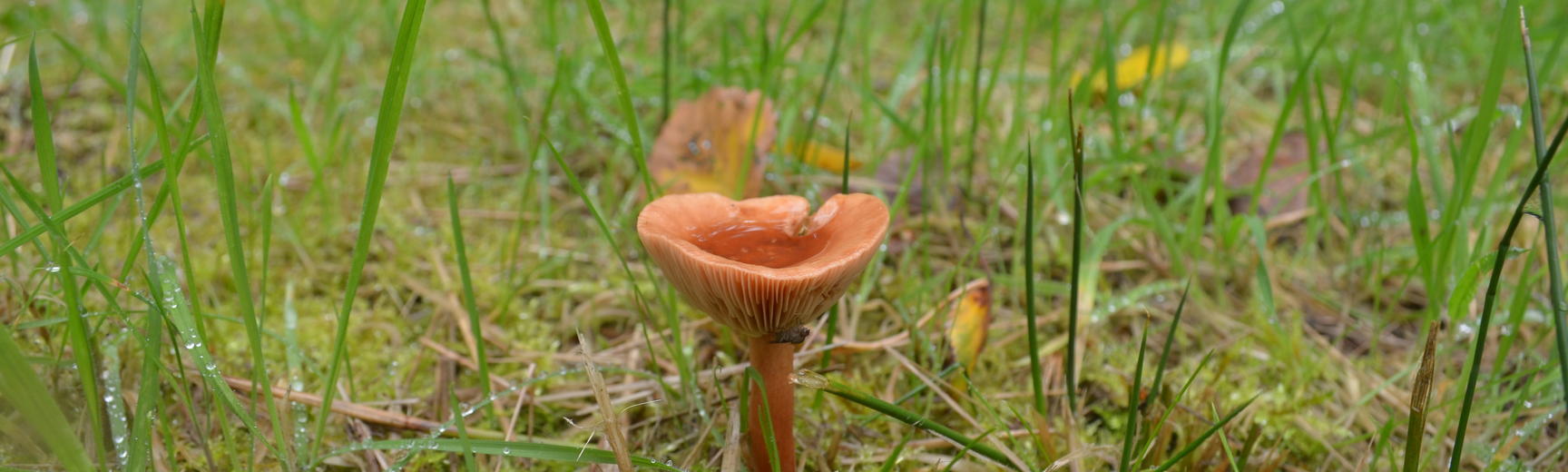 Orange Mushroom