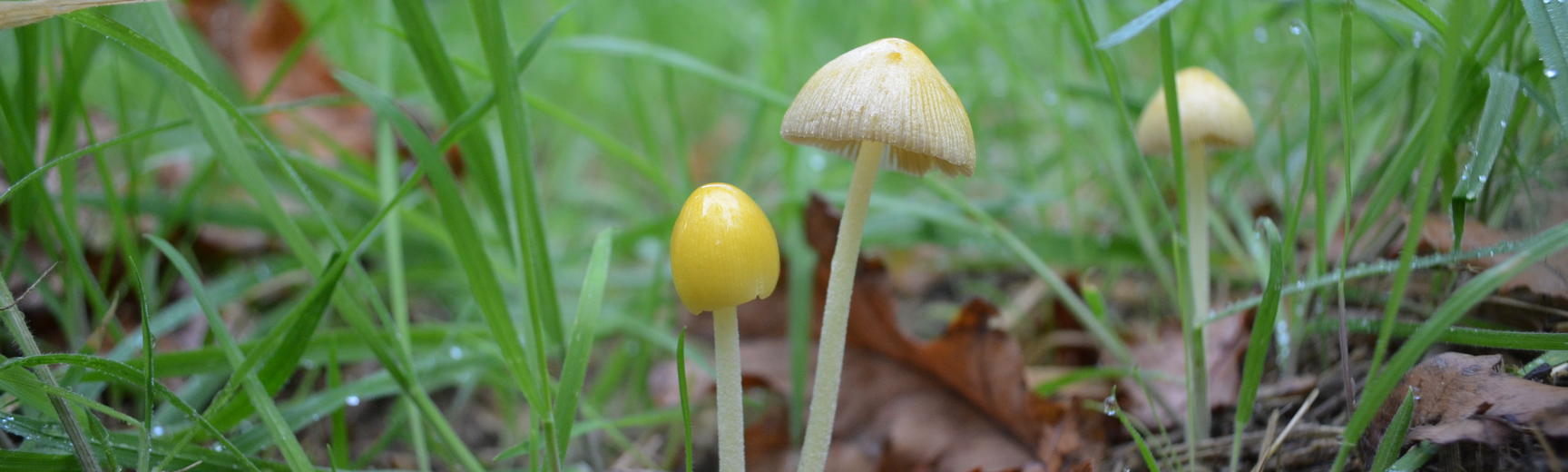 Yellow Mushrooms