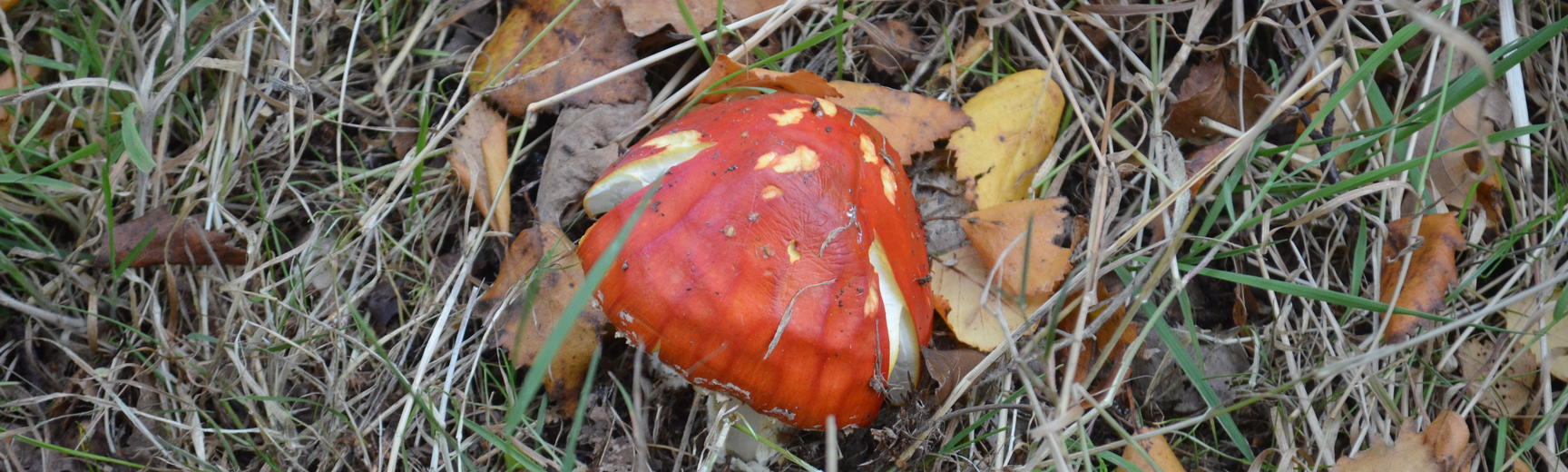 Red Fungi