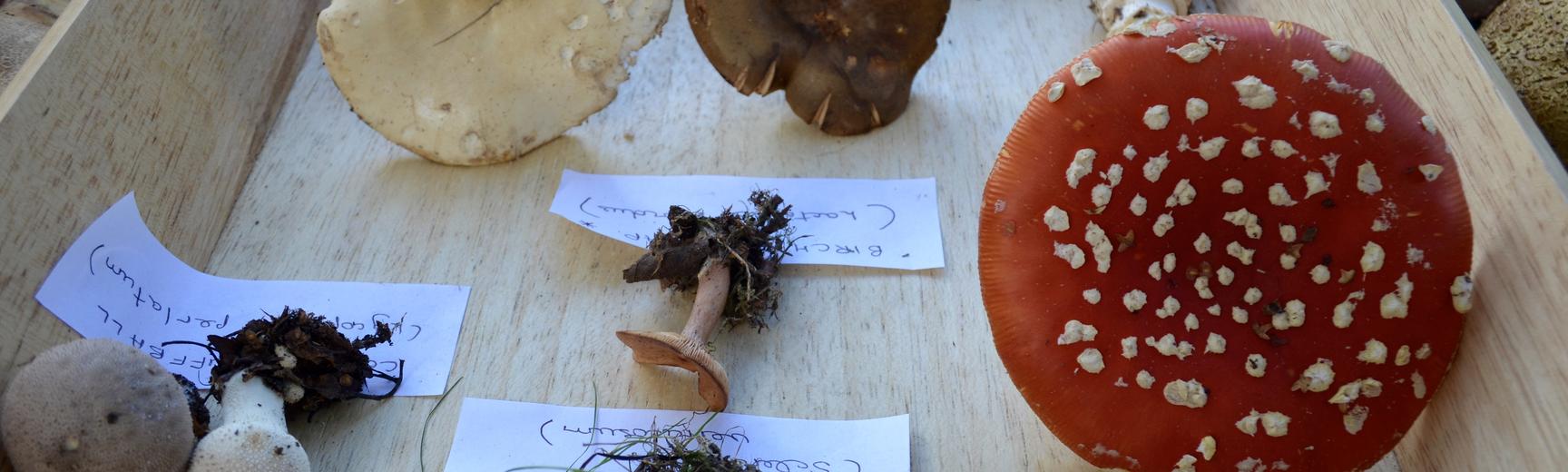 Display at a Fungi Foray