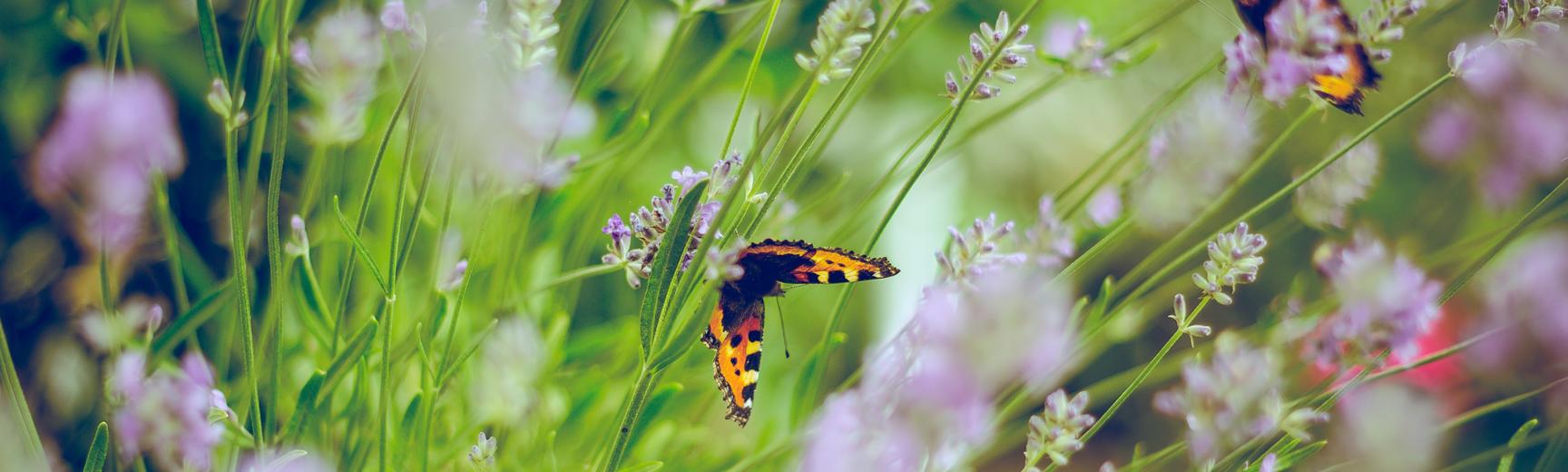 flowers and butterflies photo by emiel molenaar on unsplash