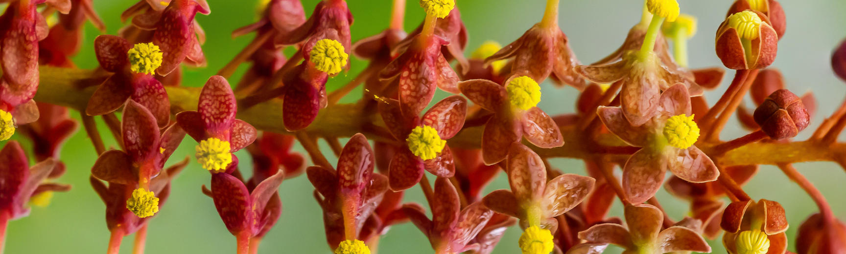 focus_stacked_nepenthes_flower-_glasshouses_-_botanic_garden_.jpg