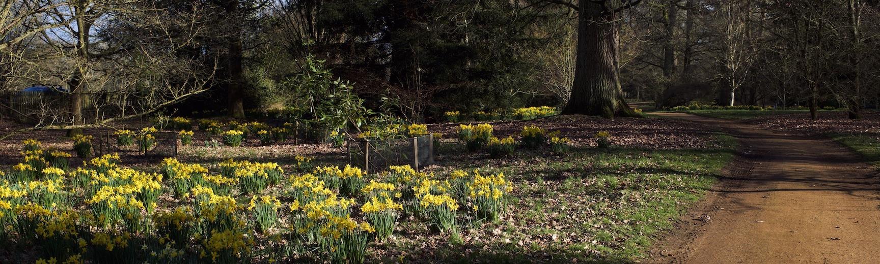 Narcissi in the sunshine line the path at Harcourt Arboretum on a sunny March afternoon