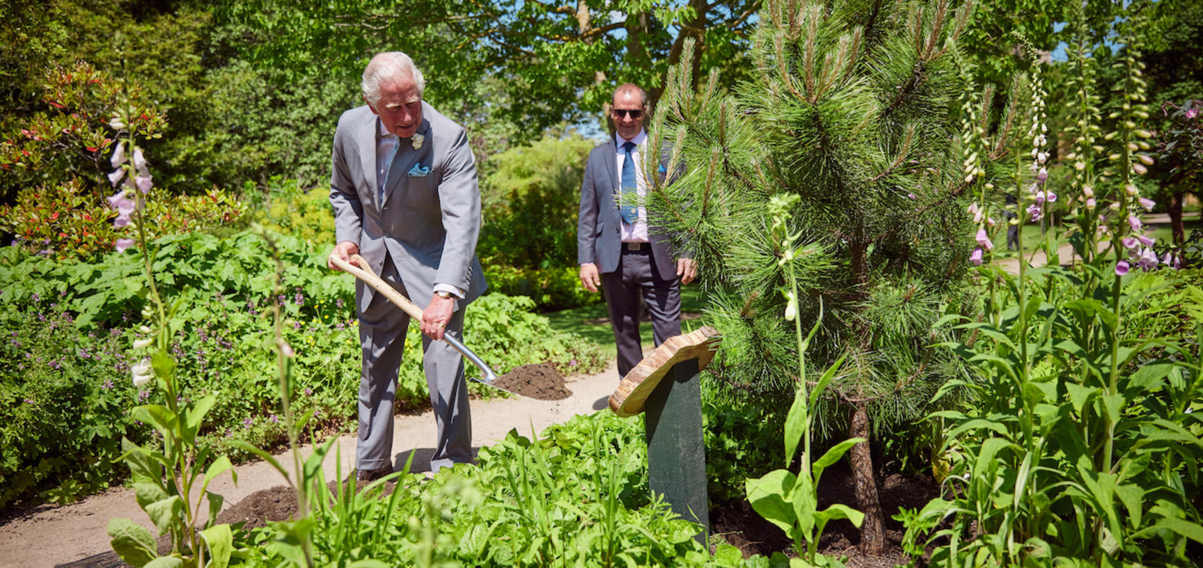 HM King Charles III planting a black pine sapling