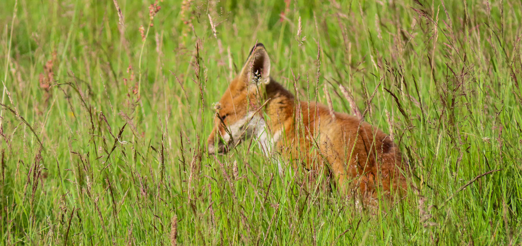 arboretum  fox  meadow  img 8738 2