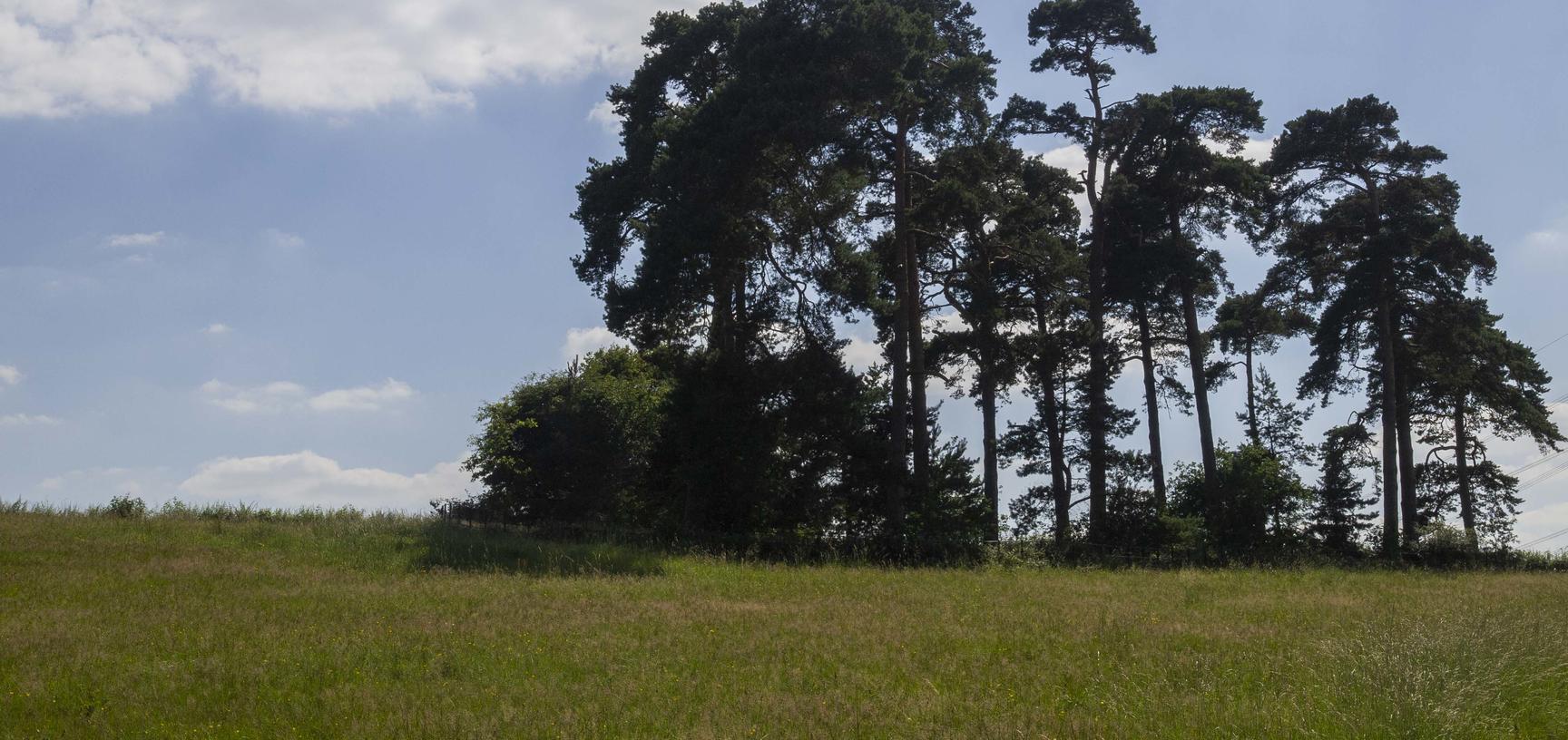 arboretum  meadows  summer