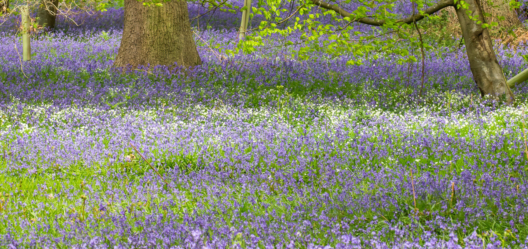 bluebell wood p1010746