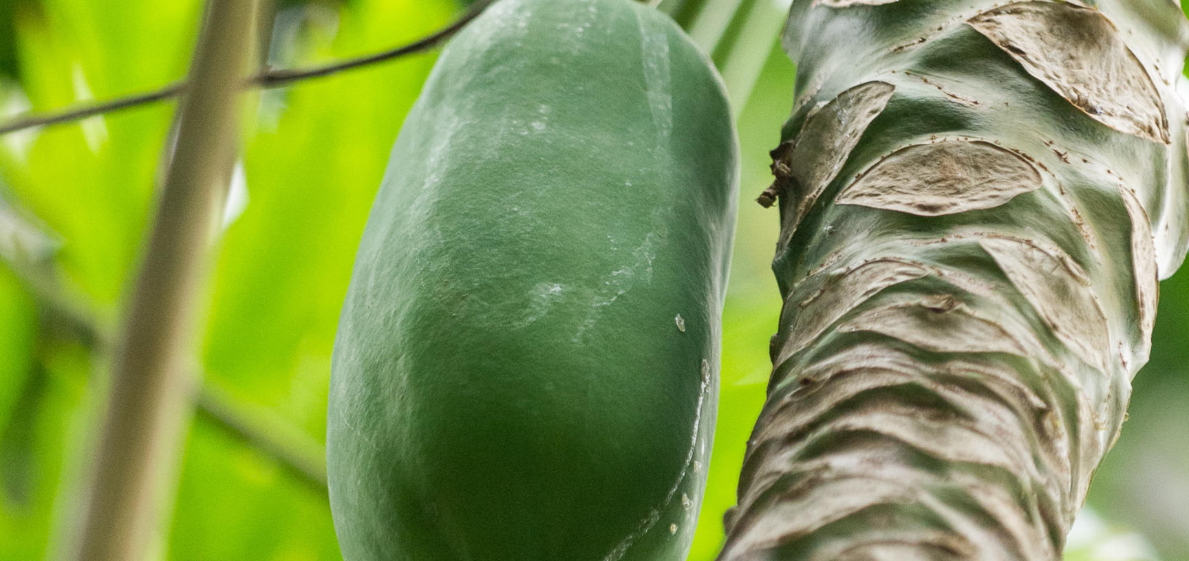 carica papaya  rainforest house  glasshouses  botanic garden