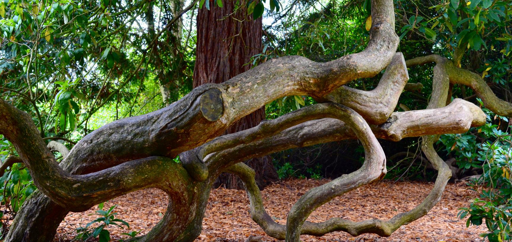 Rhododendron arboreum