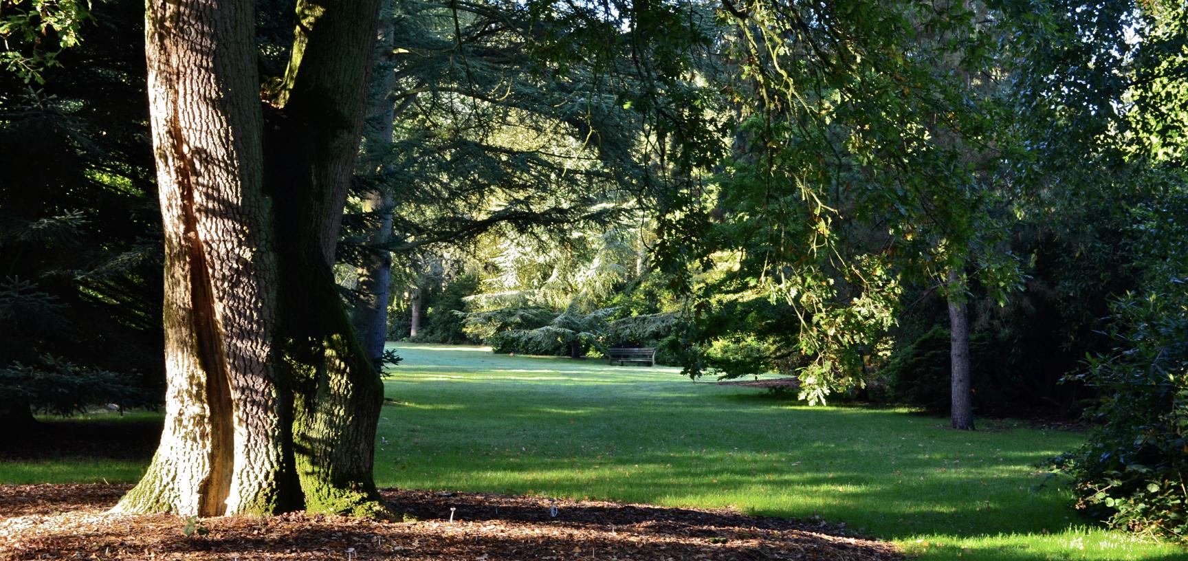 Shadows in the Arboretum