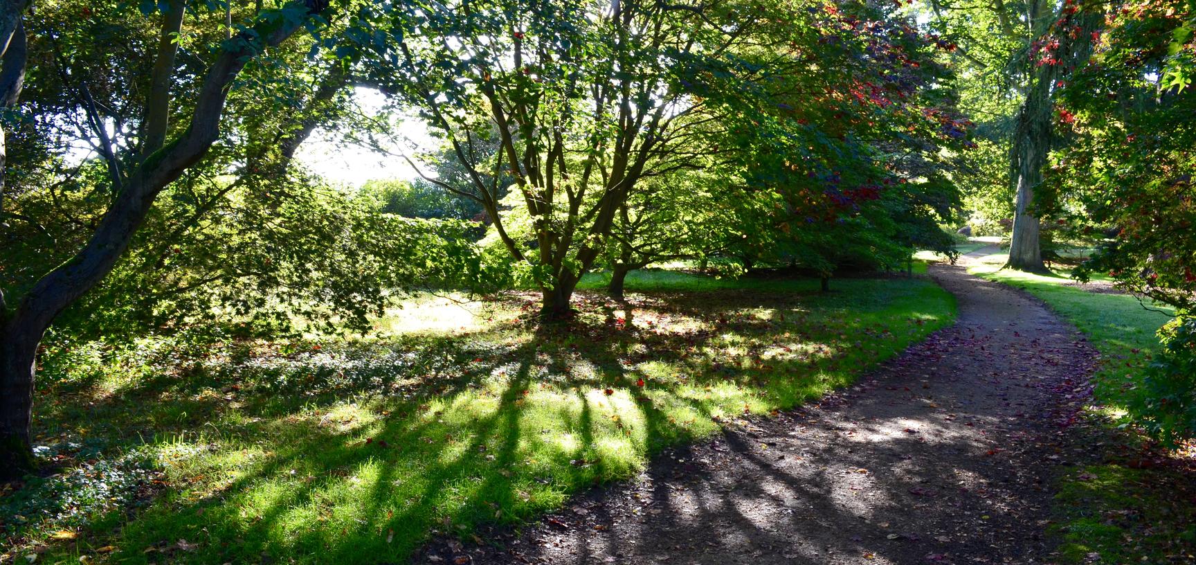 Autumn Shadows Acer Glade