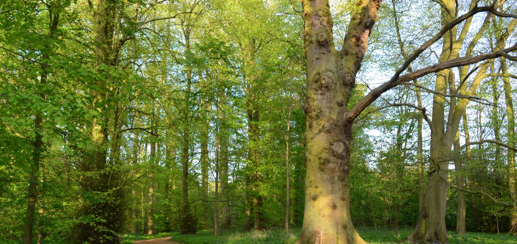 Native Woodland Oxford Botanic Garden and Arboretum