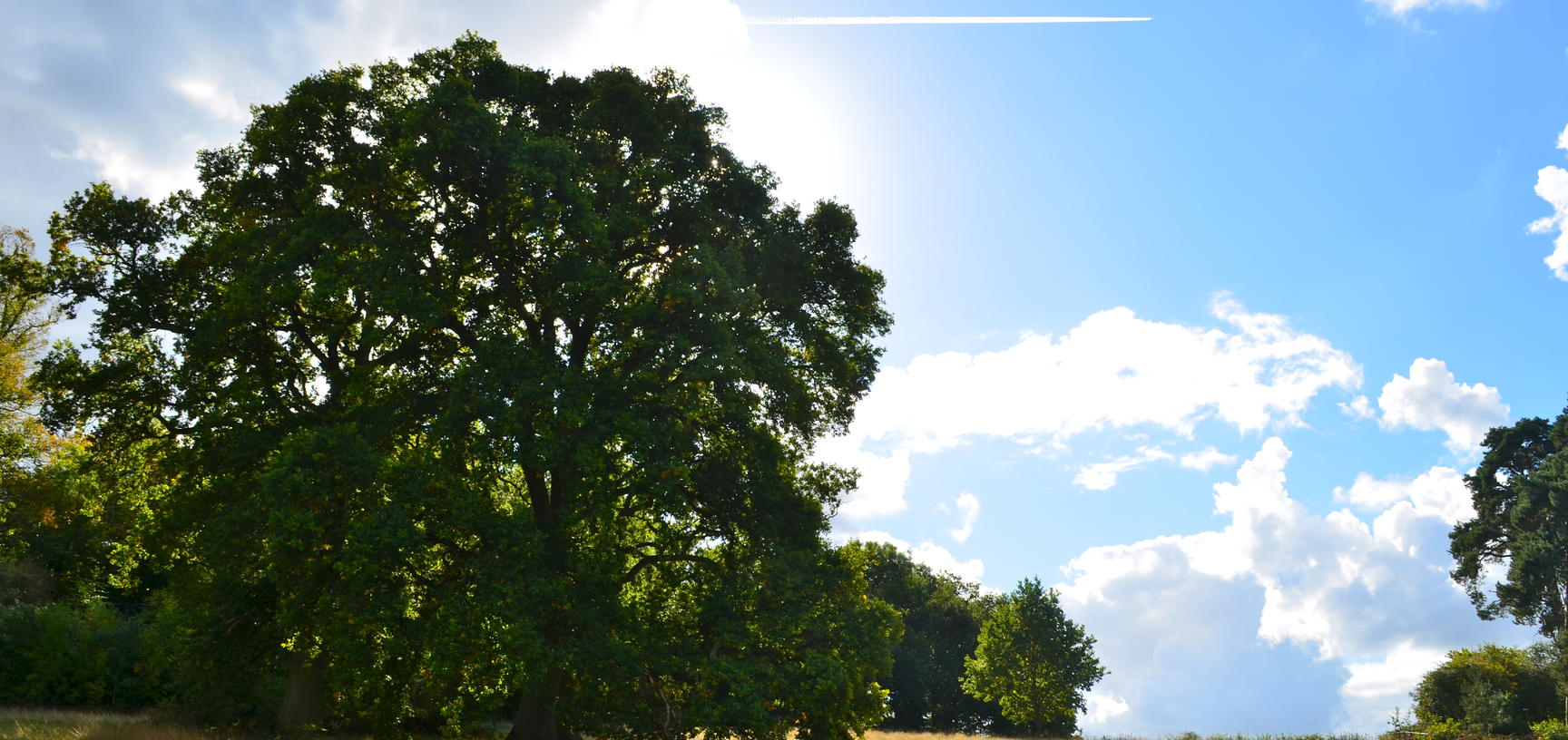 Oak Tree in Summer