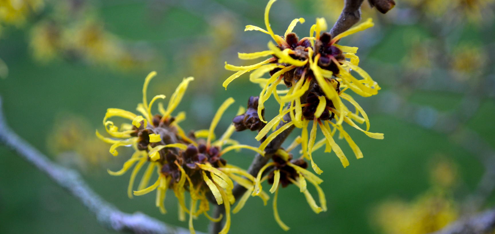 Witchhazel