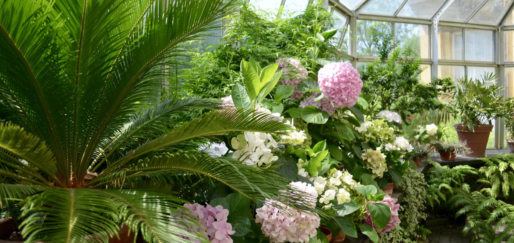 Display in the Conservatory