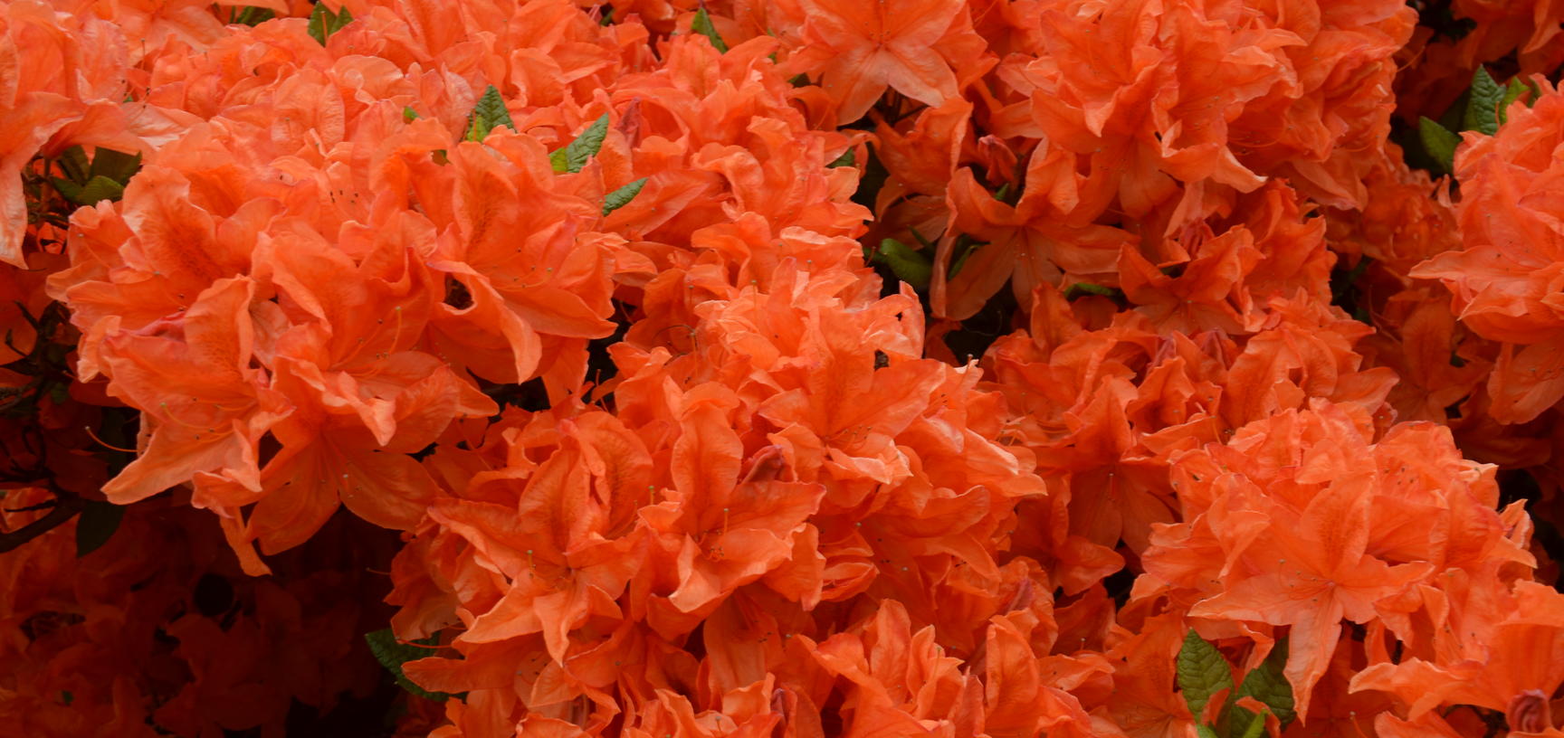 Azalea