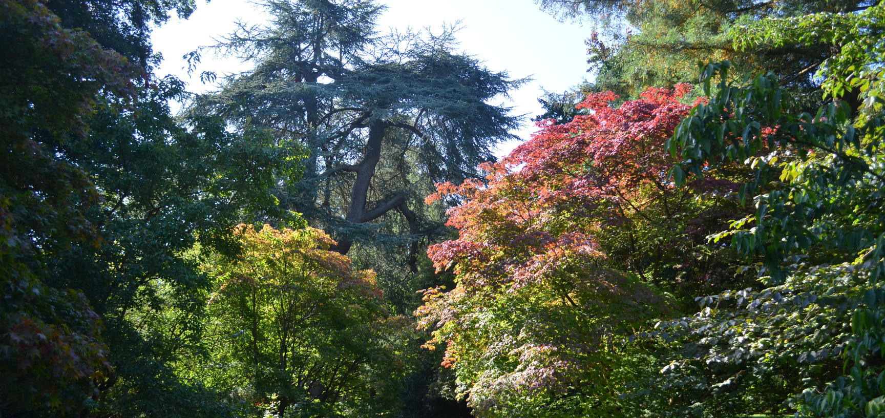 Acer Glade in Late Summer